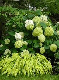 Annabelle Hydrangea And Hakone Japanese Forest Grass In A Toronto Shade Garden By Garden Muses A Toro Hydrangea Landscaping Shade Garden Design Toronto Gardens