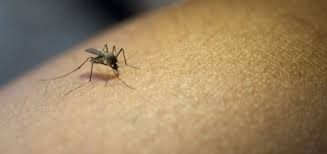 Jika demam berdarah cukup dilakukan tes darah, pada virus zika ada tes tambahan yakni pemeriksaan tes urin dan air liur. Virus Zika Ayo Kenali Dan Cegah Penyebarannya Primaya Hospital