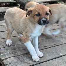 Hier stellen wir die hunde ein, die derzeit noch im ausland leben und ein zuhause und/oder eine patenschaft suchen. News Tiere In Not Griechenland E V