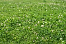 Read on to find out more. 12 Reasons To Plant A Clover Lawn