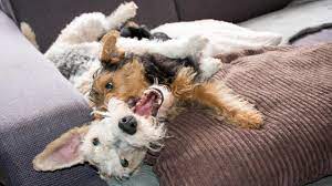 Bobby Maya Welsh Terrier Puppy Wire Fox Terrier Playing Youtube