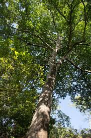 Image result for Berchemia discolor