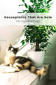 It's important to know the best house plants safe for cats to ensure your pets health. Houseplants That Are Safe For Cats And Dogs