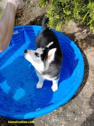 Cane corso dog breed information including pictures, training, behavior, and care of cane corsos and dog breed mixes. What Does It Cost To Raise A Siberian Husky Siberian Husky Puppies For Sale