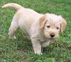 Check spelling or type a new query. F1 Vs F1b Vs F1b B Doodle Genarations Labradoodle Dogs F1 Labradoodle Labradoodle Puppy