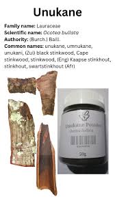 Image result for Ocotea bullata