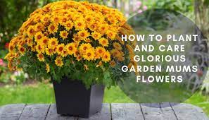 Pop them into a clay pot or a fall window box by. How To Plant And Care For Glorious Garden Mums Flower