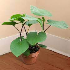 Kava Kava Piper Methysticum K Browse By Common Name Planting Herbs Plants Kava