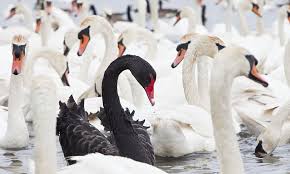 222,095 likes · 1,121 talking about this. White Swan Linkedin