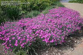 Pin On Plants For Spring
