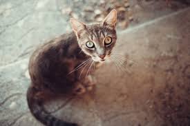 Masaustu Kedi Hayvan Gozleri Hayvan Kulaklari Buyuk Kediler 4896x3264 Eyekust 1464185 Masaustu Arka Plan Hd Wallhere