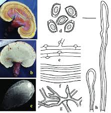 Image result for Ganoderma curtisii
