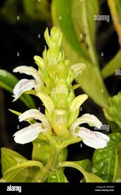 Image result for Justicia anagalloides