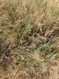 Image result for Leptochloa fusca