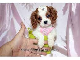 Cavalier King Charles Spaniel Puppies For Sale King Charles Cavalier Spaniel Puppy King Charles Puppy Cavalier King Charles Dog