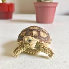 Baby Sulcata Posts Facebook