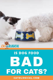 Is Dog Food Bad For Cats Or Can They Eat It Are Feline Diets Harmful To Canines Cats Are Much Different Than Dogs Actually And R Kitten Care Buy A Cat