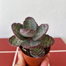 Image result for Kalanchoe humilis
