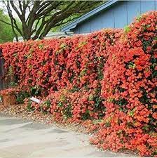 Birdwatchers are often tempted to plant the trumpet vine (campsis radicans) because its orange flowers attract hummingbirds.but experienced gardeners often know better, as this climbing vine is aggressive to the point of being a nuisance. Trumpet Vine Campsis Radicans Showy Orange Trumpet Scarlet Flowers Humming Bird Vine 40 Fast Growing Vine Perennial 10 Seed Trumpet Vine Garden Vines Campsis