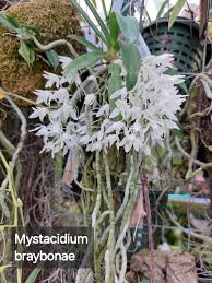 Image result for Mystacidium venosum