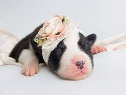 Newborn Puppy Photoshoot Puppy Photography Newborn Puppy Borsky Dog Siberian Husky Border Collie Newborn Puppies Dog Trends Puppy Photography