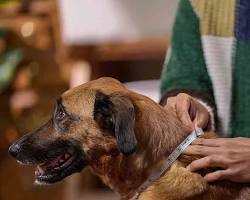 person measuring a dog for a harnessの画像