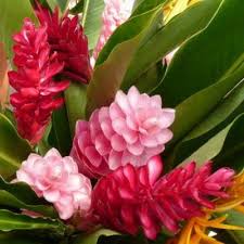 Pin On What Flower Is This