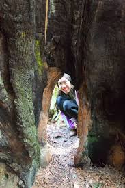 Near the park information center in hiouchi, visitors can stay at the redwood meadows rv resort or the hiouchi motel. Jedediah Smith Redwoods The Dyrt