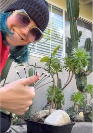 Moving my #bonsai #lemontree to its planter. 🤞🏼