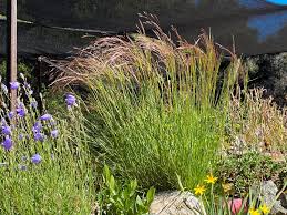 Image result for Eragrostis caespitosa