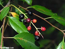 Image result for Prunus serotina