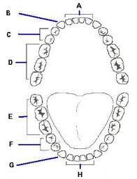 Sustainable coastlines hawaii the ocean is a powerful force. Label The Types Of Teeth Proprofs Quiz