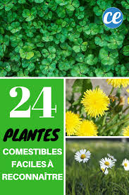 24 Plantes Comestibles Faciles A Reconnaitre Plantes Comestibles Plantes Sauvages Comestibles Plantes Sauvages