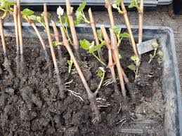 Image result for grapevine cuttings