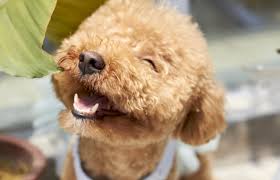 Image result for smile dog