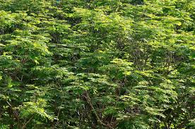 Image result for Limeum pterocarpum