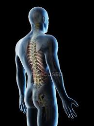 The tissue is connected and constructed as a unit to serve a common function. Male Back Anatomy And Skeletal System Computer Illustration Black Background Organs Stock Photo 308610910