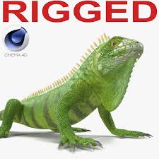 Green Iguana Rigged 3d C4d Green Iguana Cinema 4d Cinema 4d R14