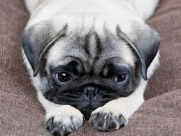 My Dog Has Bloody Diarrhea After Neutering Is It Normal Your Vet Friend