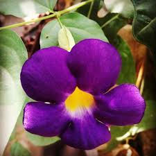 Image result for Thunbergia vogeliana