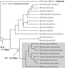 Image result for Chenolea