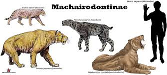 How Fast Were The Saber-Toothed Tigers? - Quora