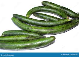 Ridge Guard, Gilki or Turai Fresh Vegetable Stock Photo - Image of harmony,  agriculture: 202446602