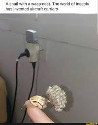 You also need to be a human to get it. A Snail With A Wasp Nest The World Of Insects Has Invented Aircraft Carriers Ifunny