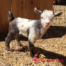 How To Bottle Feed A Baby Goat Baby Goats Goats Goats For Sale