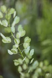Plant with small heart shaped flowers. Wild Plant With Green Small Heart Shaped Leaves On A Field Wild Plants Plants Small Heart