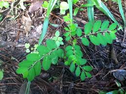 Image result for Phyllanthus martinii