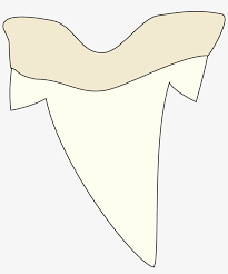 Download Shark Tooth Clip Art At Clipartimage Shark Tooth Clip Art 516x594 Png Download Pngkit