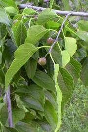 Image result for Celtis africana