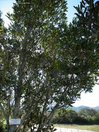 Image result for Rapanea melanophloeos